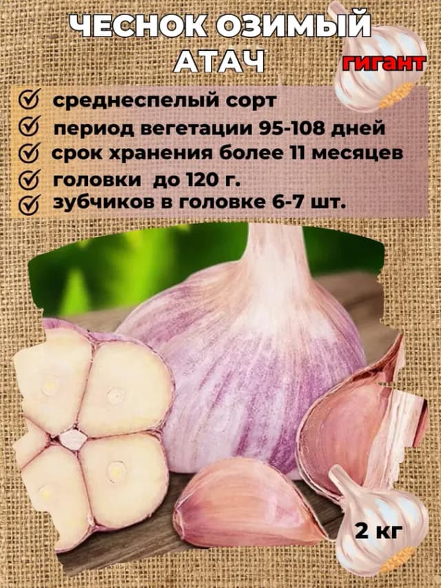 Чеснок озимый Атач, упаковка 2 кг