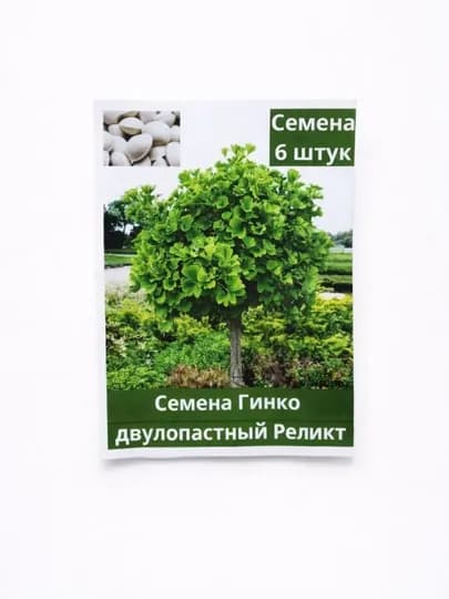 Семена Гинкго двулопастный реликт, 6 шт, лесной уголок — НИХОЛЧИ-БИЛОБА