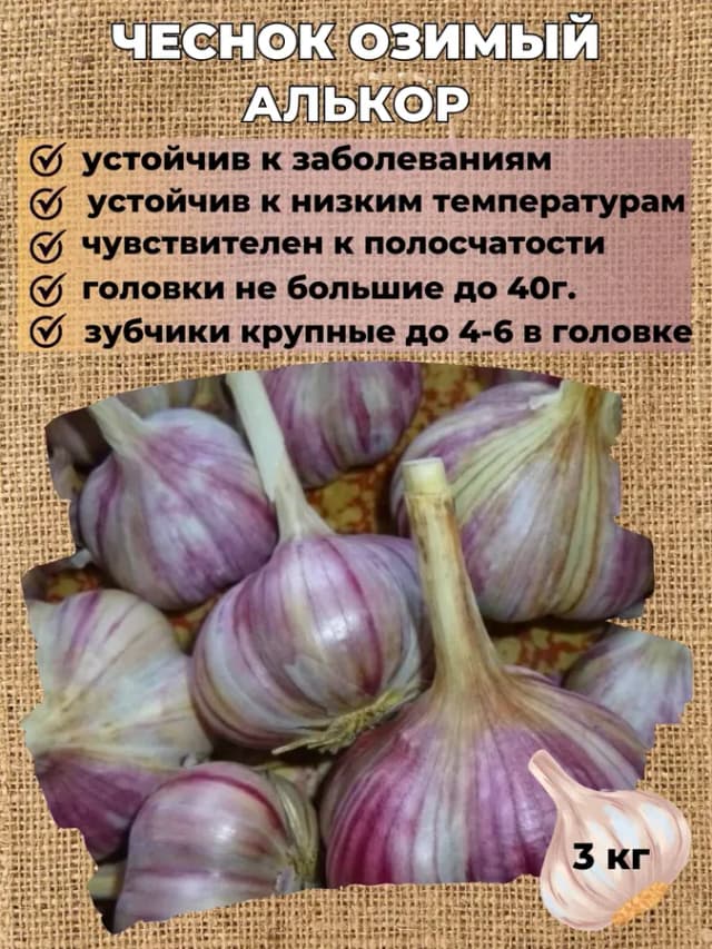 Чеснок озимый на посадку Алькор, 3 кг