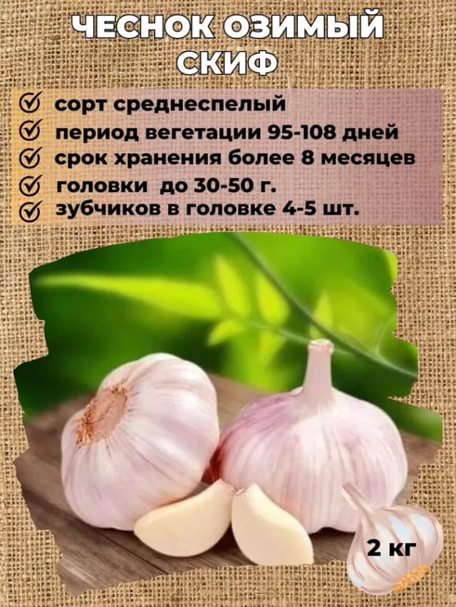 Чеснок озимый на посадку Скиф, 2 кг