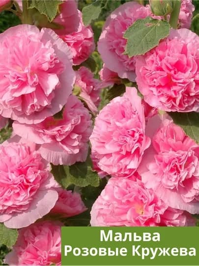 Семена Мальва лесная (Malva sylvestris) "Zebrina" (lilac pink — НИХОЛЧИ-МАЛЬВА-ТЕМНРОЗ