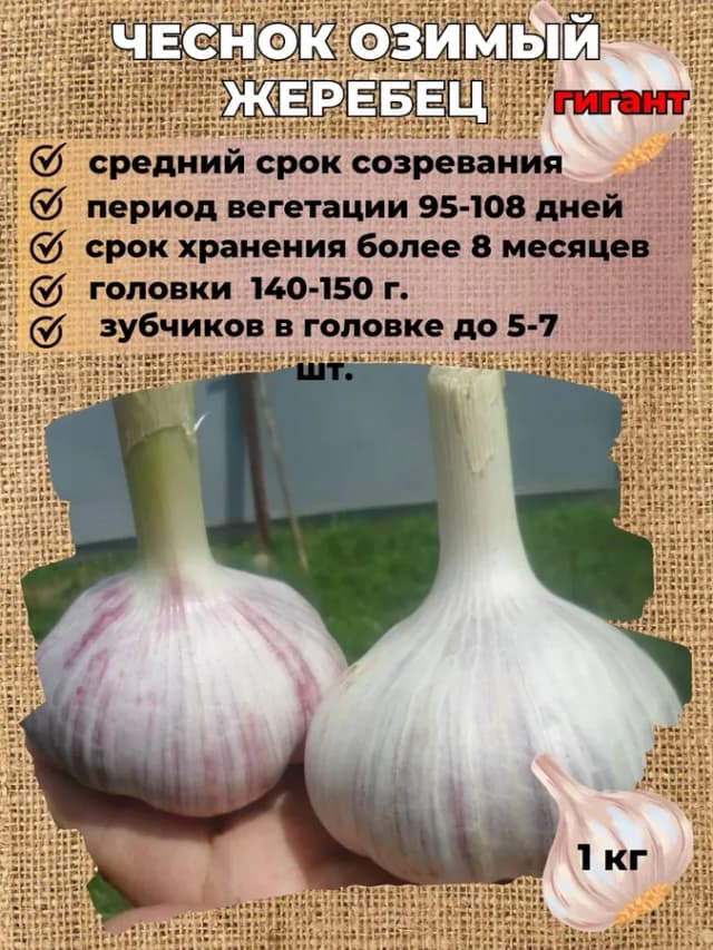 Чеснок озимый Жеребец, упаковка 1 кг