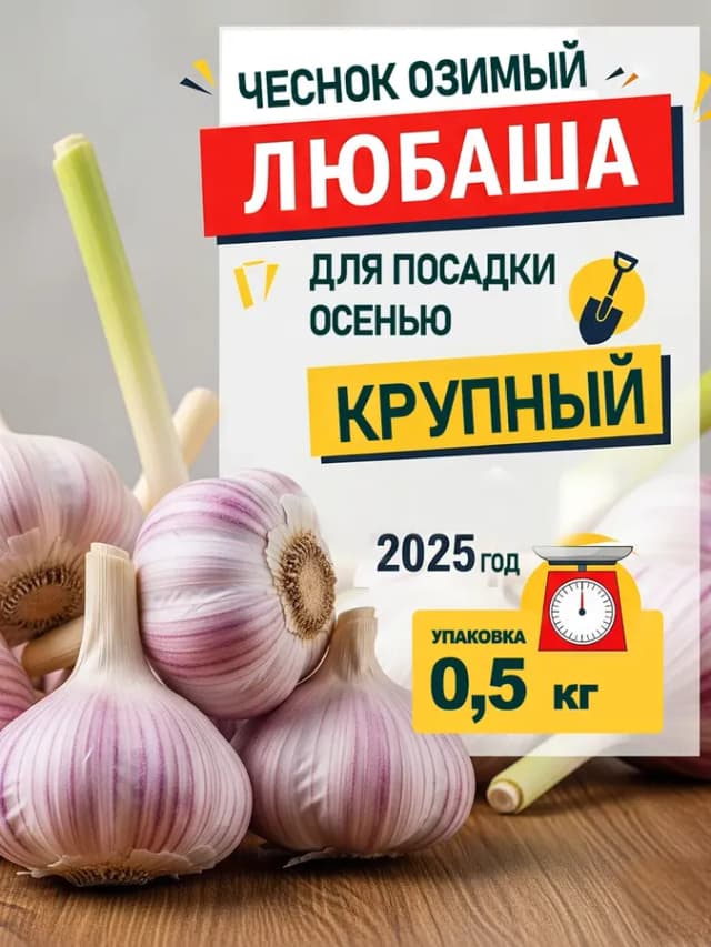Чеснок озимый на посадку осенью сорт Любаша 0.5 кг