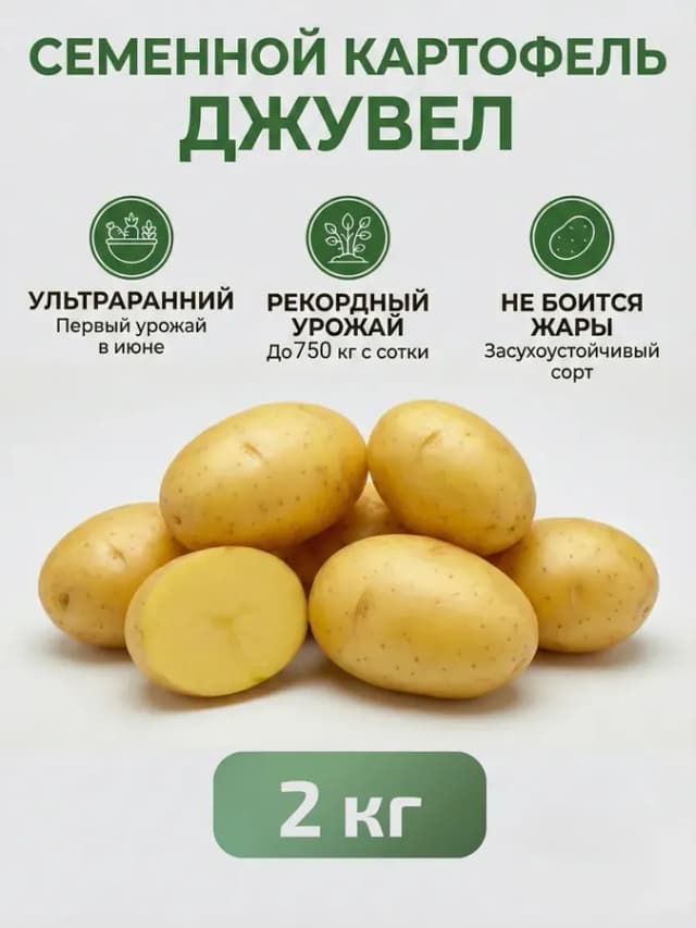 Картофель семенной на посадку Джувел, 2 кг, клубни