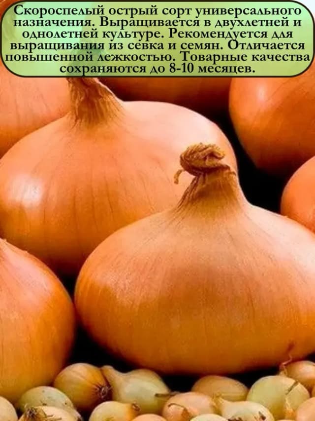 Лук Ветразь 1 пачка