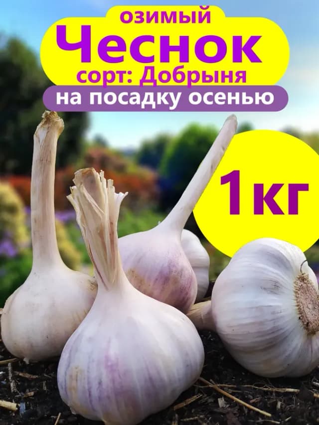 Чеснок озимый на посадку