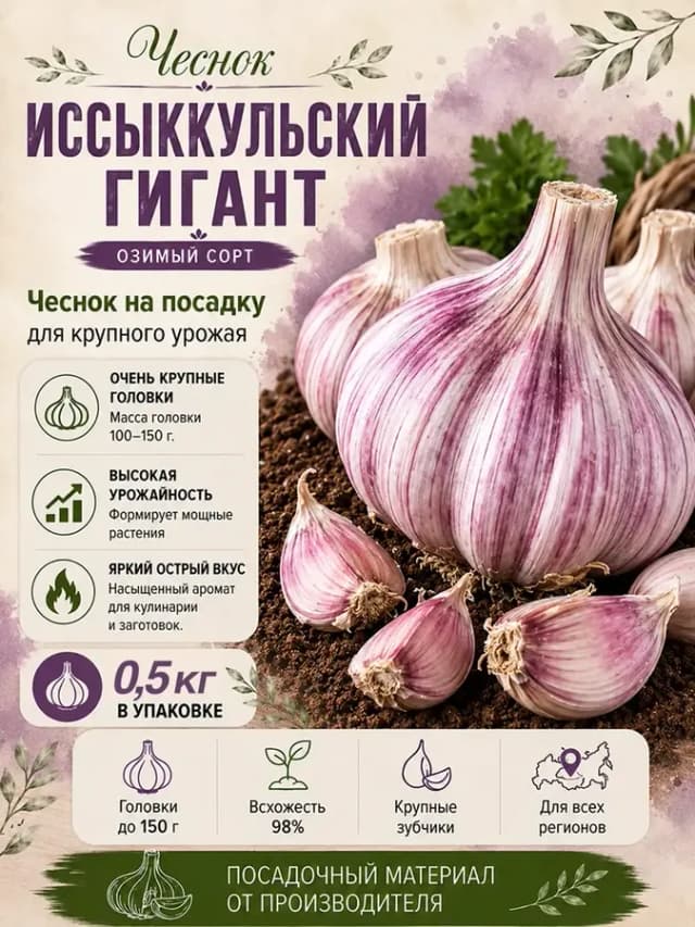 Чеснок Иссыккульский гигант на посадку, 0.5 кг