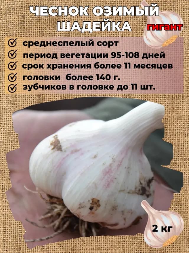 Чеснок озимый на посадку Шадейка 2 кг