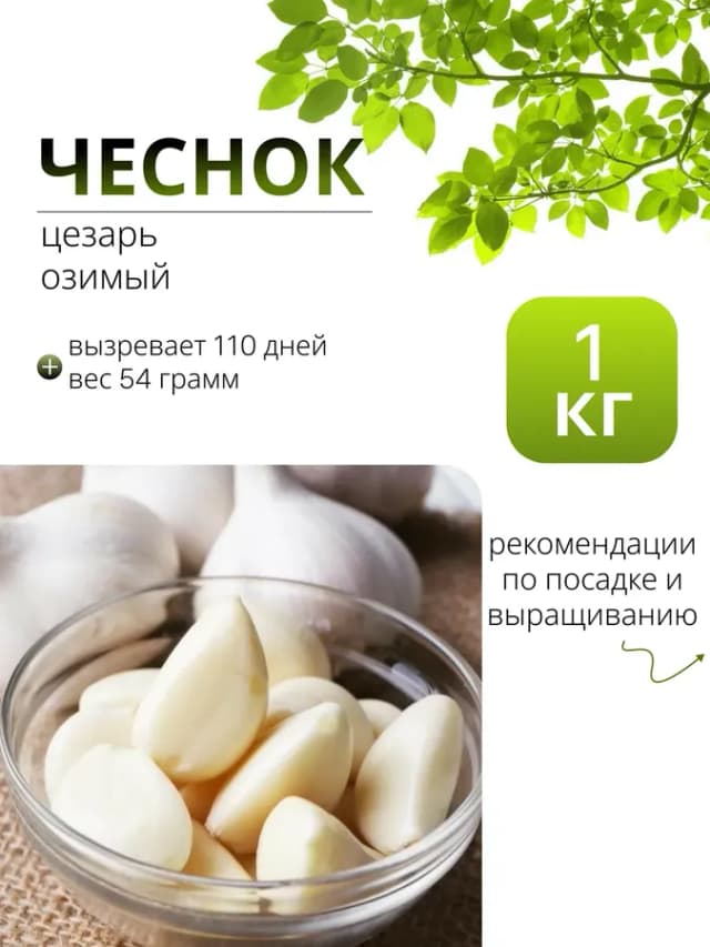 Чеснок на посадку осенью озимый, Цезарь 1 кг