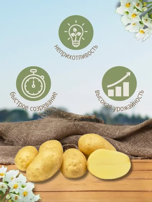 Семенной картофель Импала 4 кг