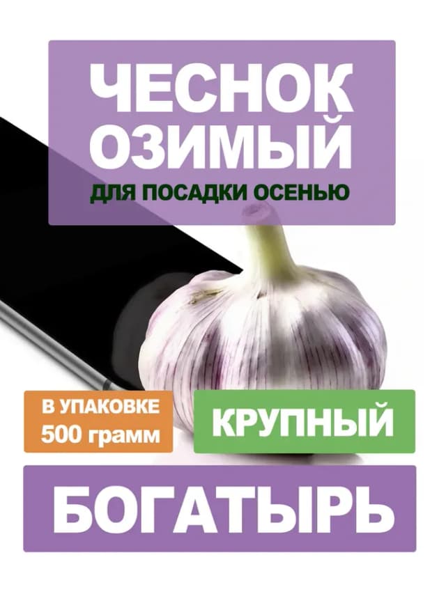 Чеснок озимый на посадку осенью сорт Богатырь