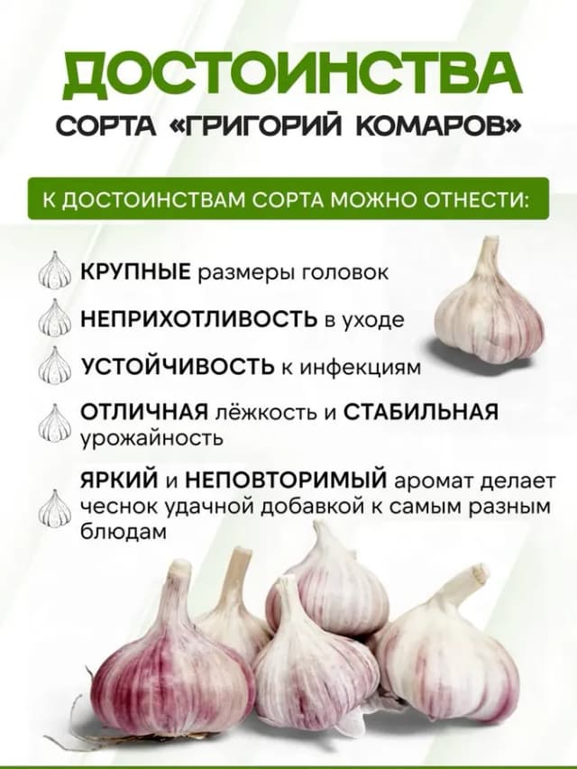 Чеснок озимый "Добрыня" 0 5 кг и "Григорий Комаров" 0 5 кг