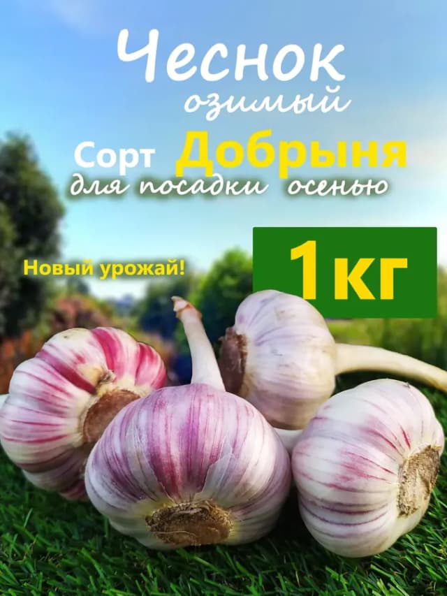 Чеснок озимый сорт Добрыня
