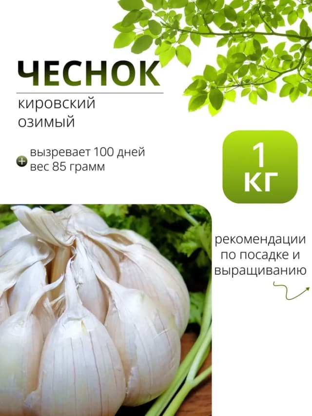 Чеснок на посадку осенью озимый, Кировский 1 кг