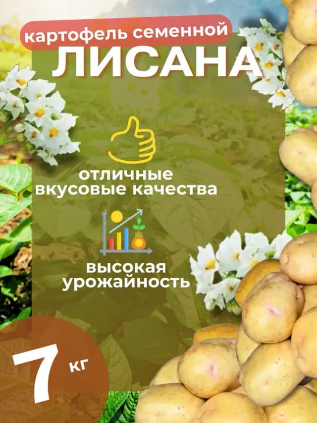 Семенной картофель Лисана 7 кг