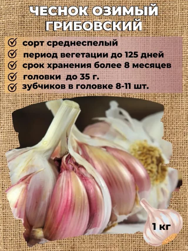 Чеснок озимый на посадку Грибовский, 1 кг