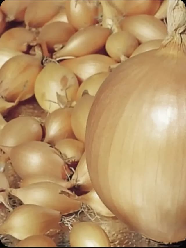 сеянец лук Стурон