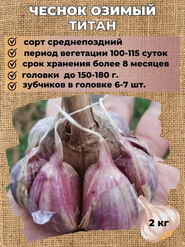 Чеснок озимый на посадку Титан, 2 кг